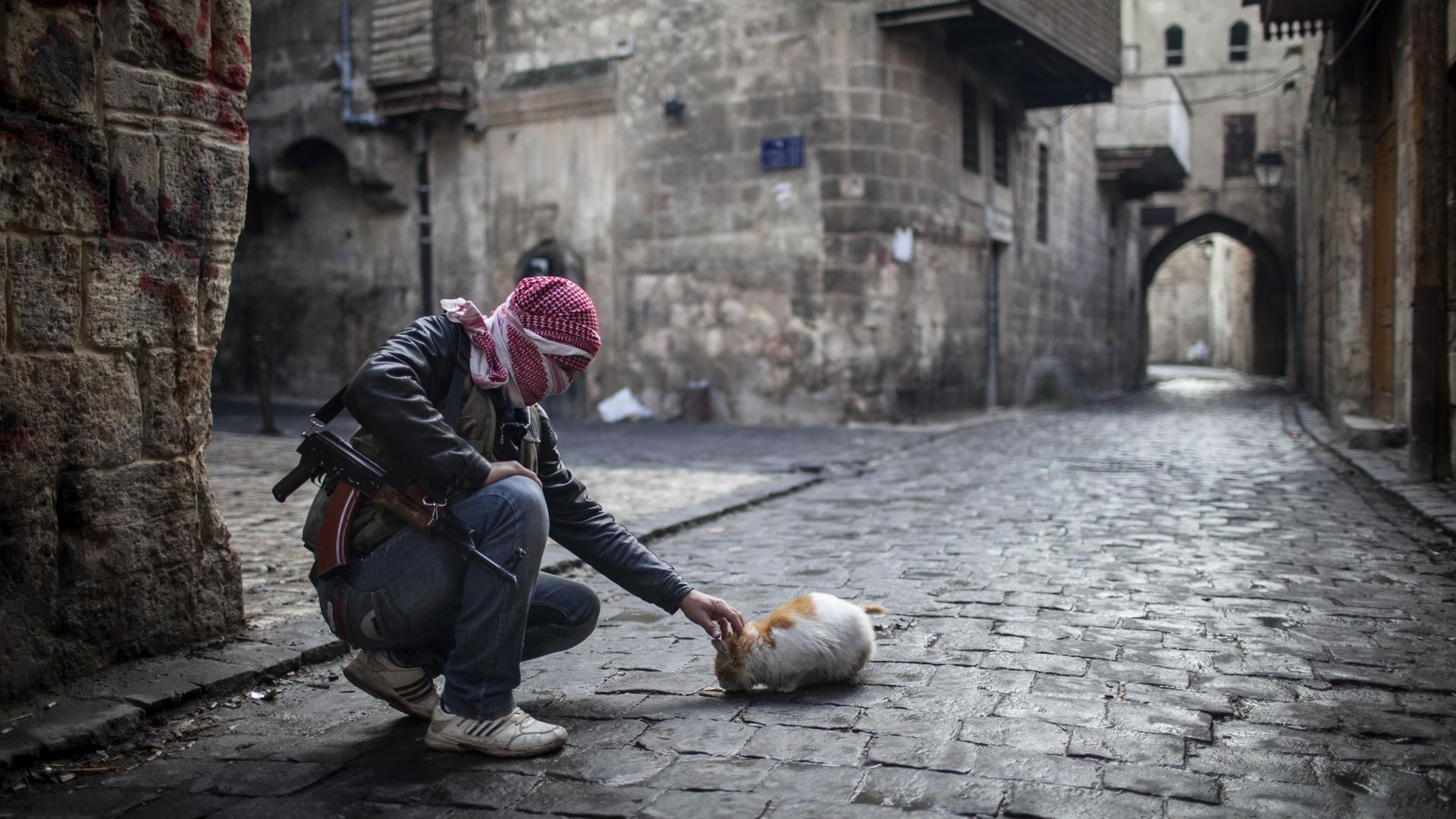 war, Cat, Street, Gun, Aleppo, Syria Wallpaper