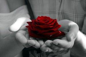photography, Rose, Selective Coloring