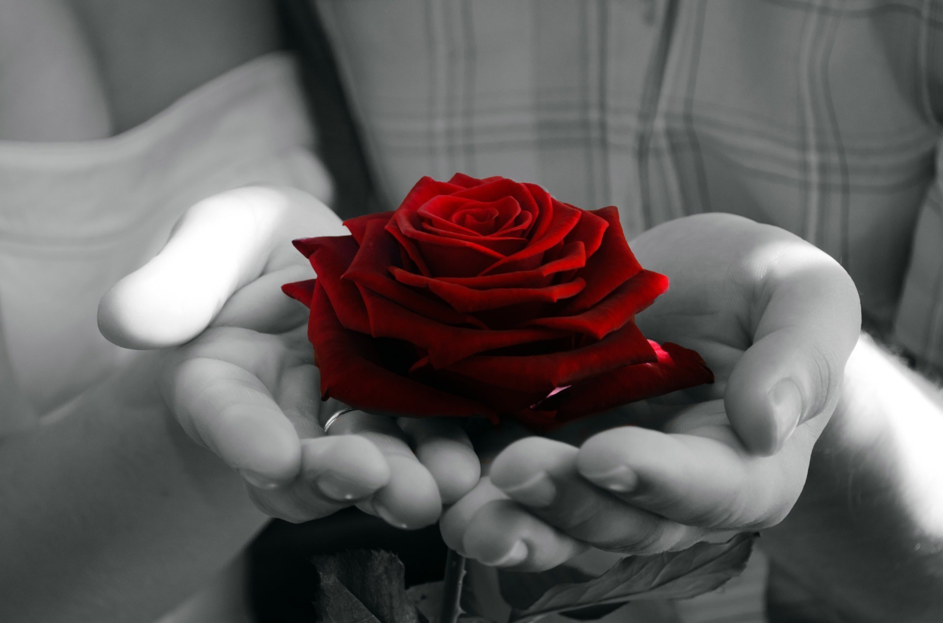 photography, Rose, Selective Coloring Wallpaper