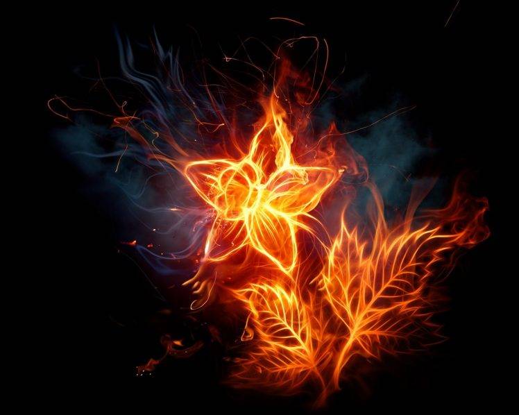 flowers, Fire HD Wallpaper Desktop Background