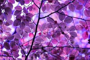 nature, Trees, Pink, Branch, Leaves, Digital Art