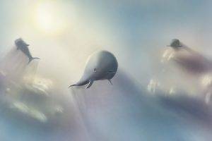 digital Art, Illustration, Nature, Flying, Whale, Moby Dick, Clouds, Sky, Fairy Tale, Sunlight, Sun