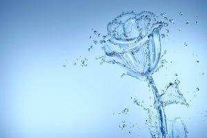 rose, Water, Abstract