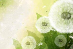 nature, Abstract, Dandelion
