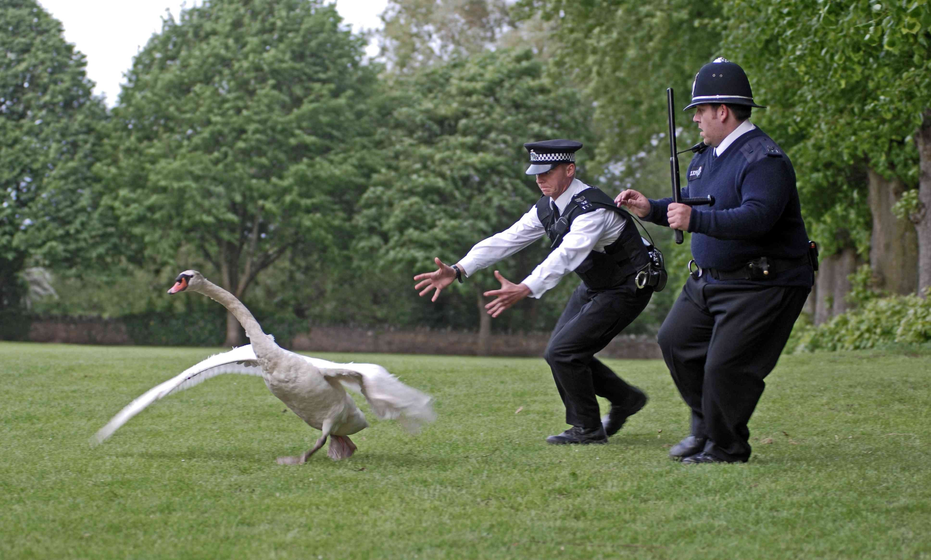 Hot Fuzz, Police, Swans, Movies Wallpaper