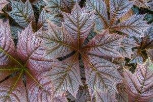 nature, Closeup, Fall, Leaves, Texture, Plants