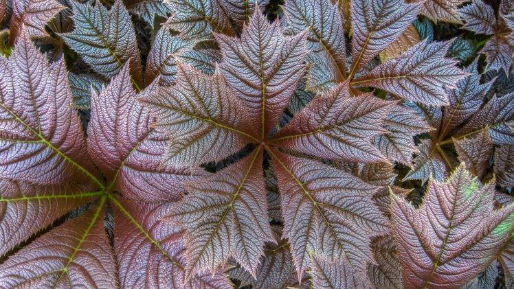 nature, Closeup, Fall, Leaves, Texture, Plants HD Wallpaper Desktop Background