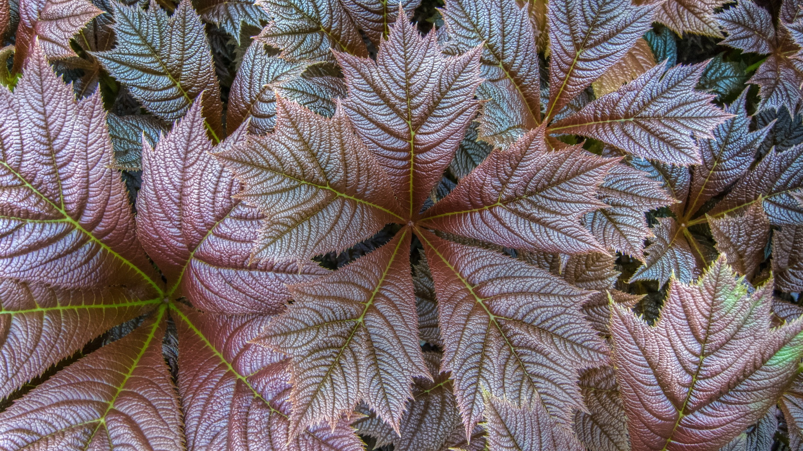nature, Closeup, Fall, Leaves, Texture, Plants Wallpaper