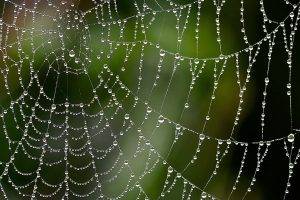 nature, Closeup, Depth Of Field, Spiderwebs, Water Drops, Dew