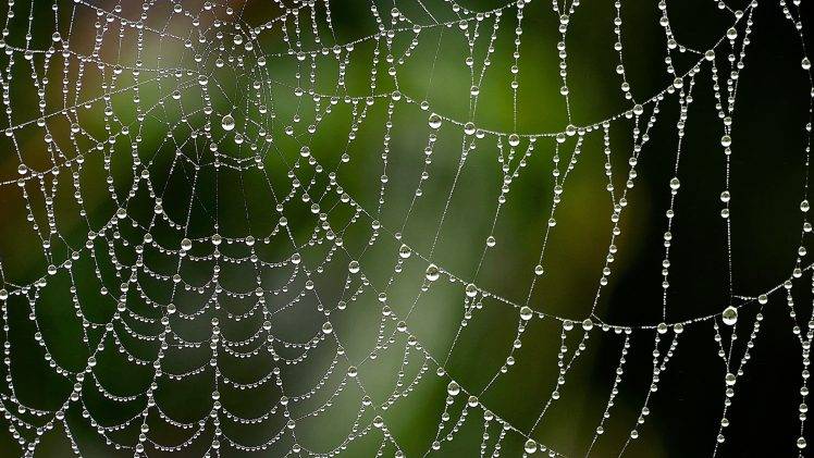 nature, Closeup, Depth Of Field, Spiderwebs, Water Drops, Dew HD Wallpaper Desktop Background