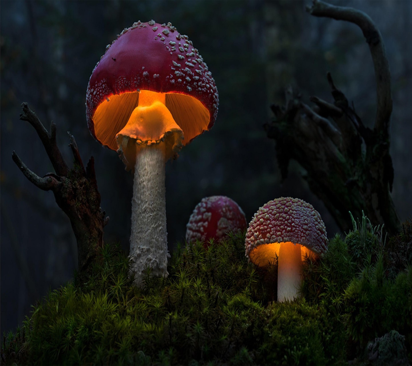 nature, Mushroom Wallpaper