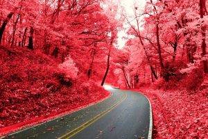 nature, Pink, Road