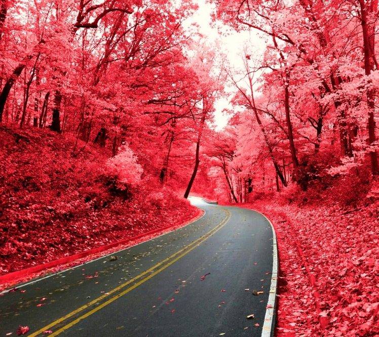 nature, Pink, Road HD Wallpaper Desktop Background