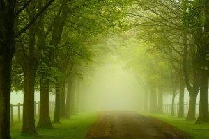 nature, Mist, Road