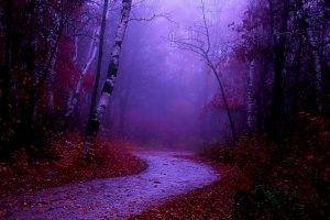 nature, Road, Mist, Fall
