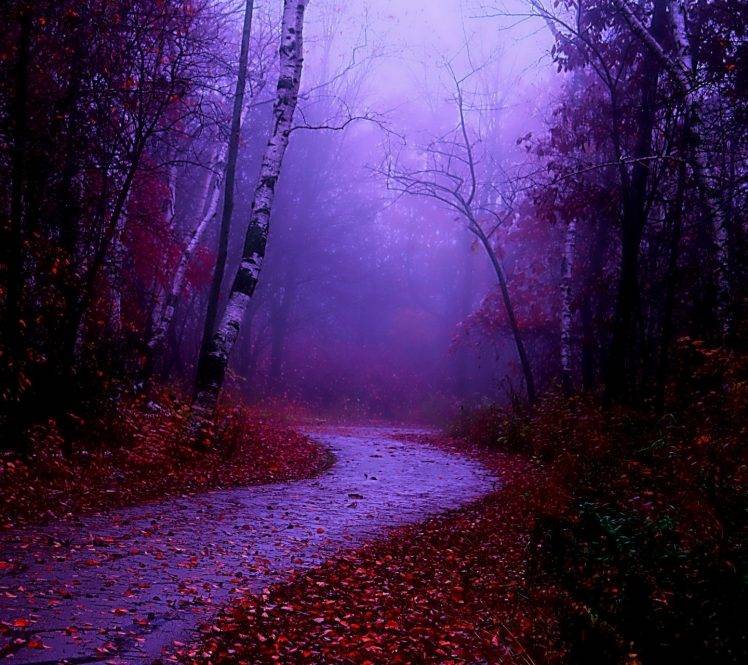 nature, Road, Mist, Fall HD Wallpaper Desktop Background