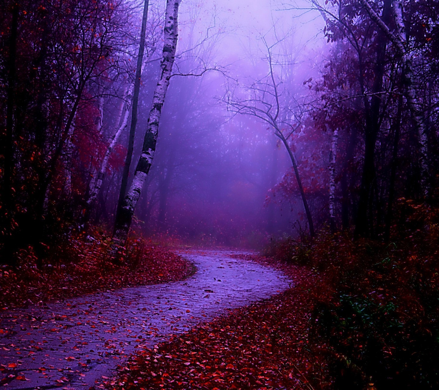 nature, Road, Mist, Fall Wallpaper