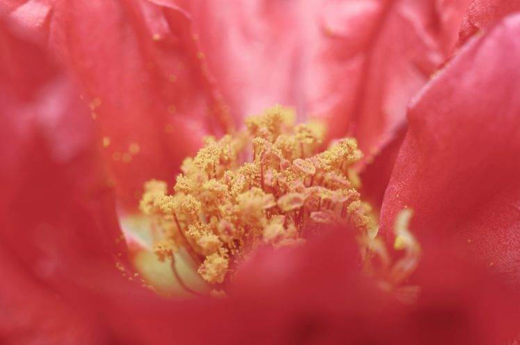 nature, Macro, Flowers, Pollen HD Wallpaper Desktop Background
