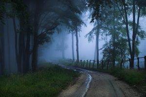 mist, Forest, Trees, Nature