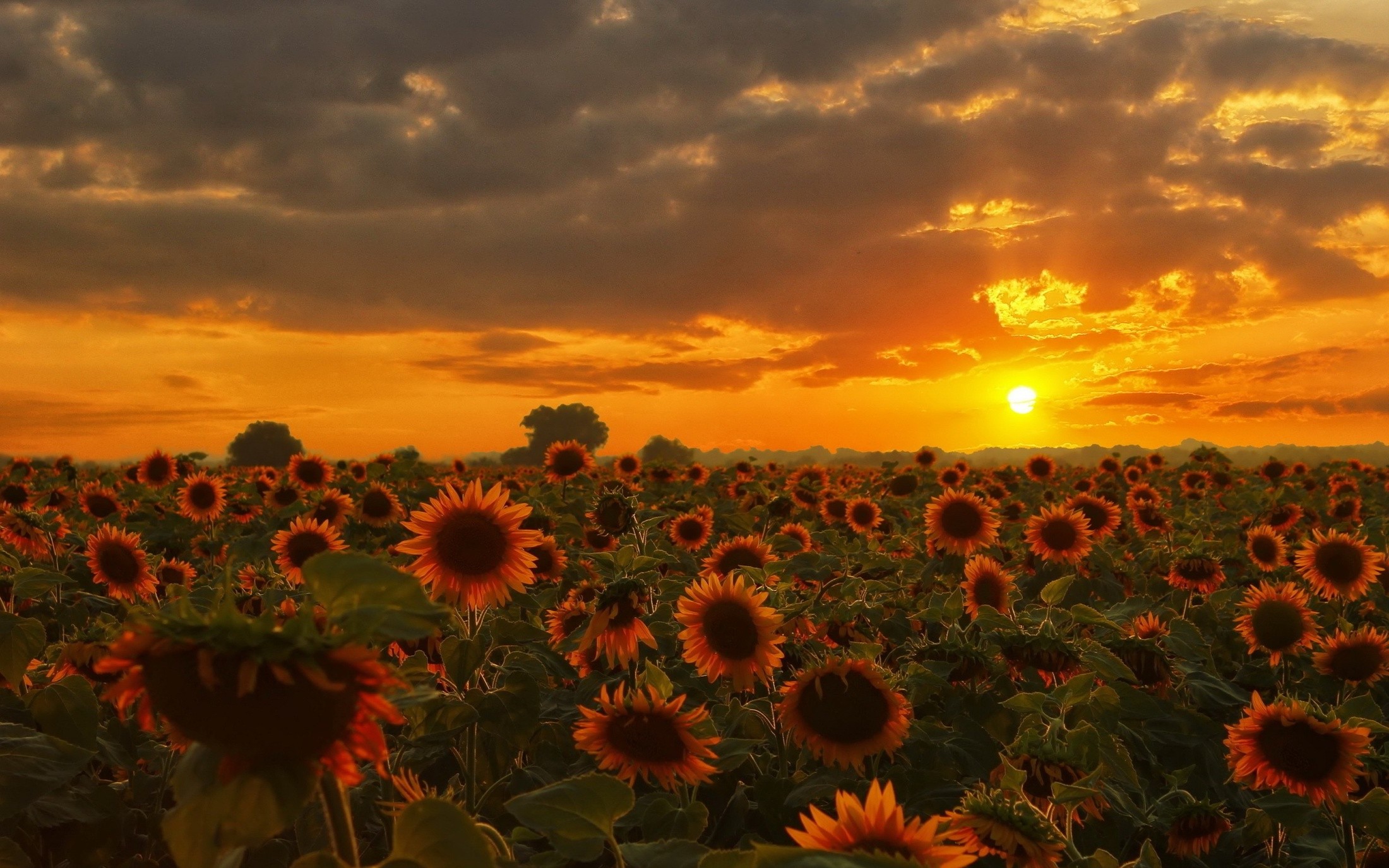nature, Sunflowers Wallpapers HD / Desktop and Mobile ...