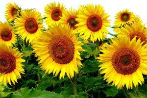 nature, Sunflowers