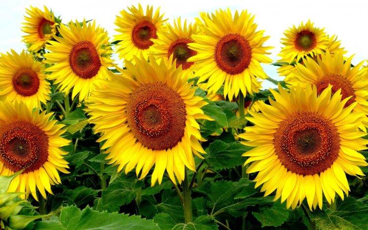 nature, Sunflowers HD Wallpaper Desktop Background