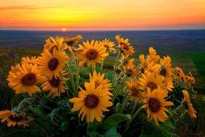 nature, Sunflowers, Sunset