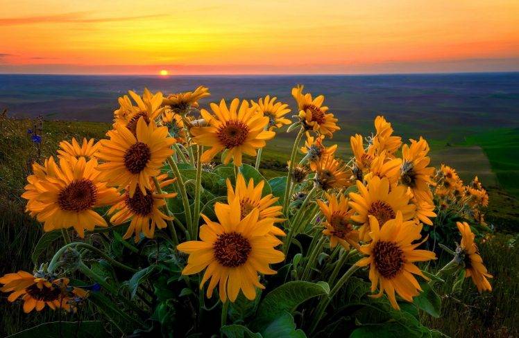 nature, Sunflowers, Sunset HD Wallpaper Desktop Background