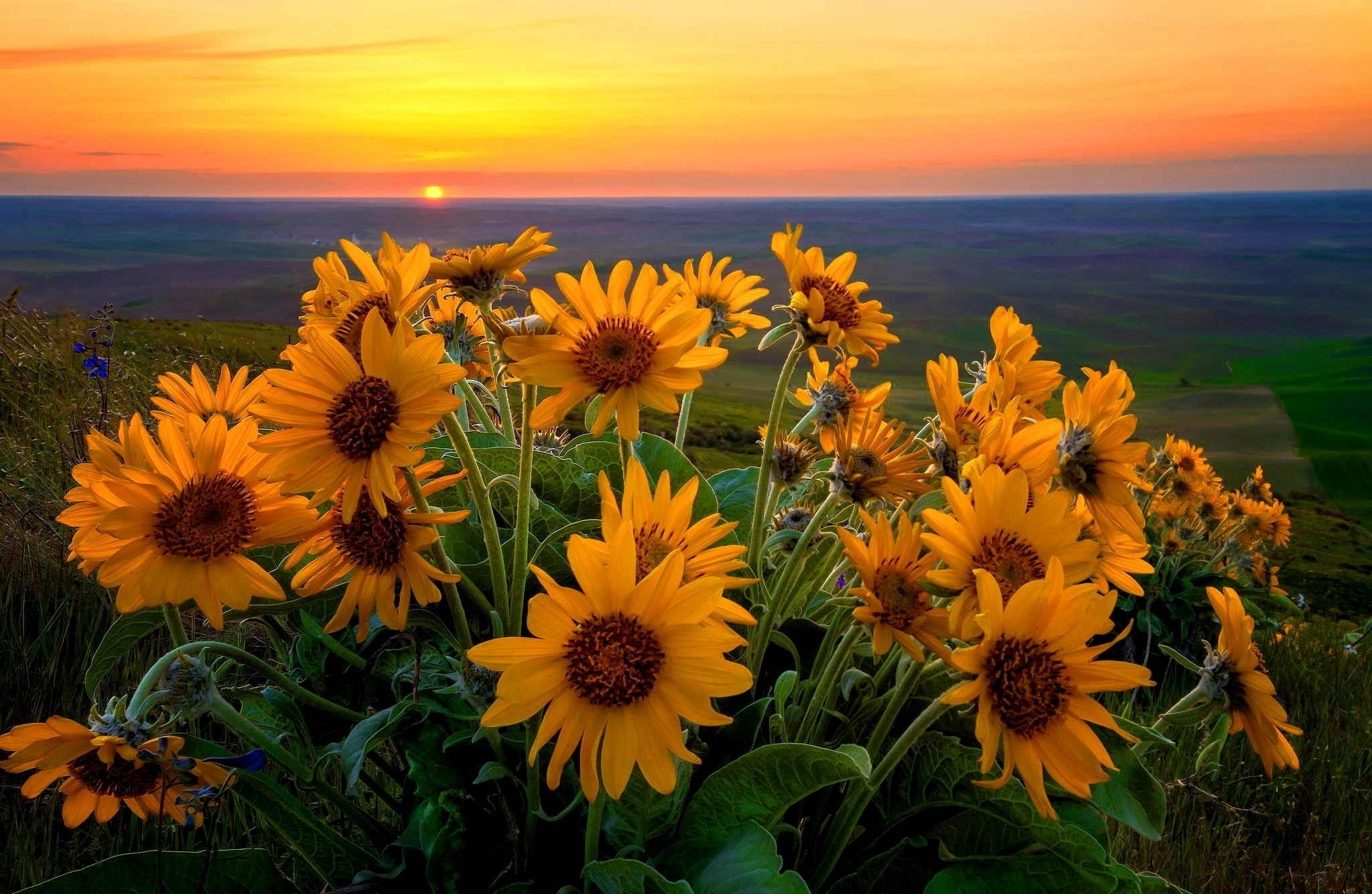 nature, Sunflowers, Sunset Wallpaper