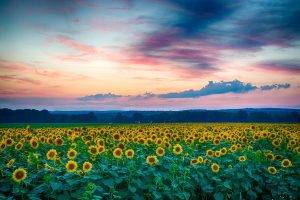 nature, Sunflowers, Field, Sunrise