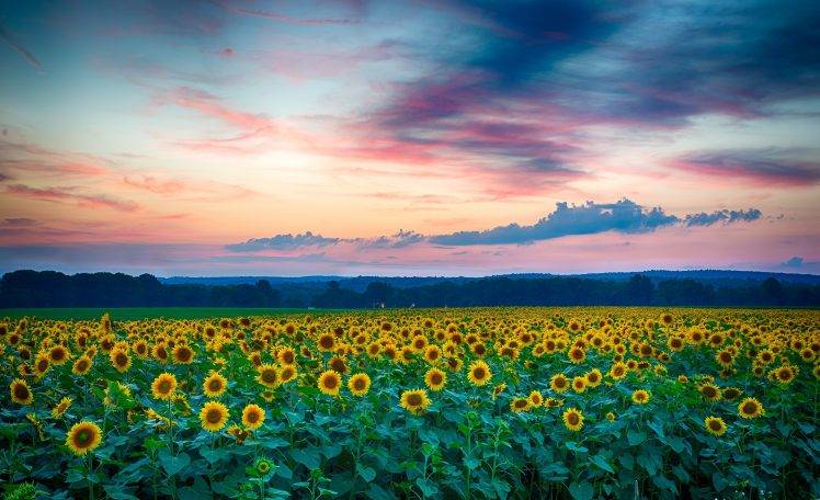 nature, Sunflowers, Field, Sunrise HD Wallpaper Desktop Background