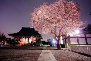 nature, Japan, Cherry Blossom