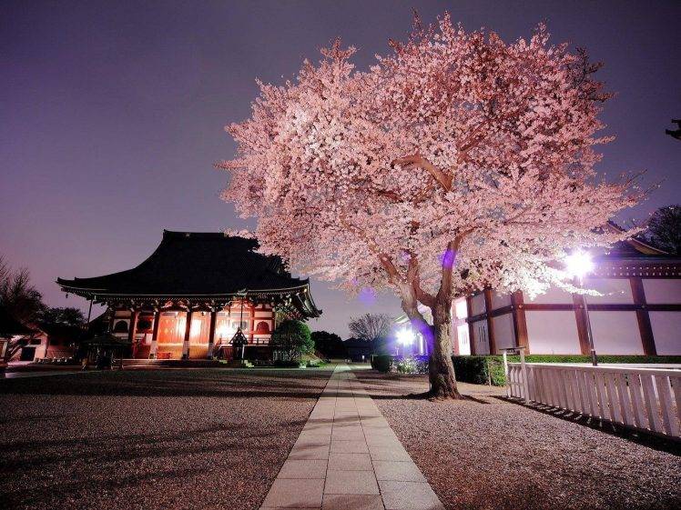 nature, Japan, Cherry Blossom HD Wallpaper Desktop Background