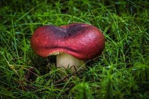 nature, Mushroom