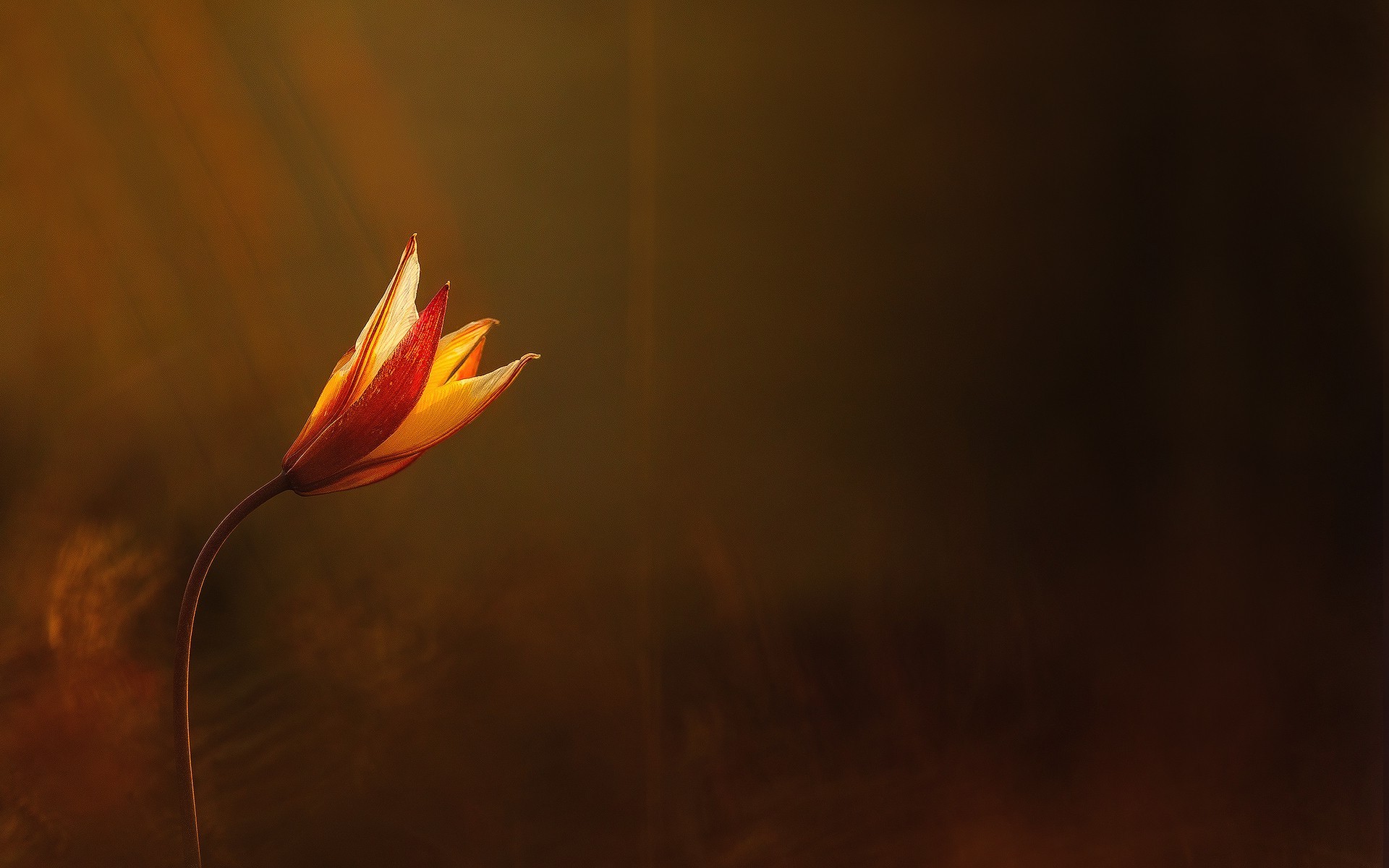 flowers Wallpaper