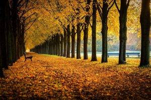 nature, Bench, Fall