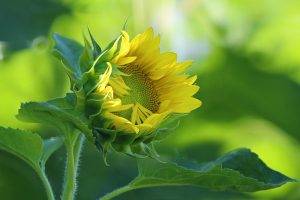 nature, Flowers, Sunflowers