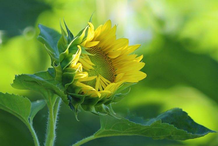 nature, Flowers, Sunflowers HD Wallpaper Desktop Background