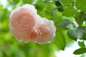 nature, Flowers, Rose