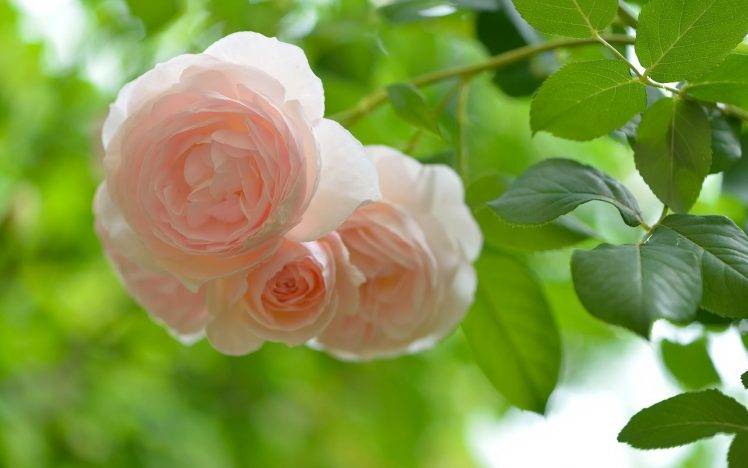 nature, Flowers, Rose HD Wallpaper Desktop Background