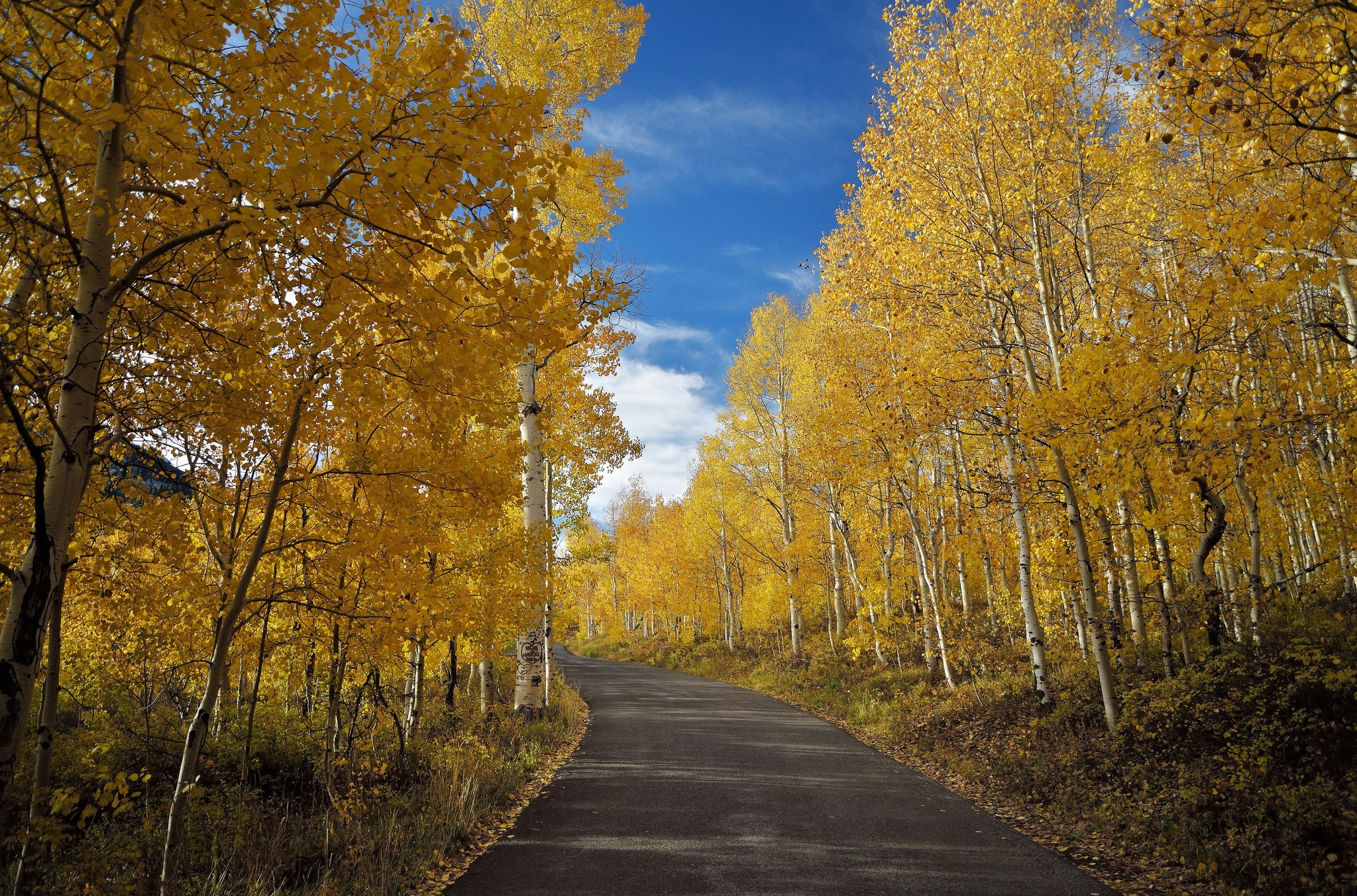 nature, Trees, Road Wallpaper