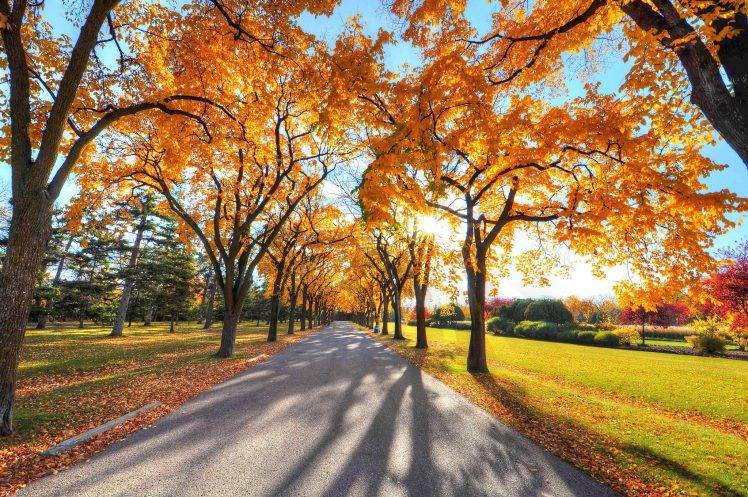 nature, Trees, Road, Sunlight HD Wallpaper Desktop Background