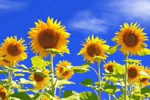 nature, Sunflowers, Flowers, Plants