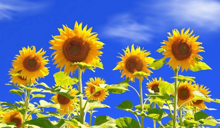 nature, Sunflowers, Flowers, Plants HD Wallpaper Desktop Background
