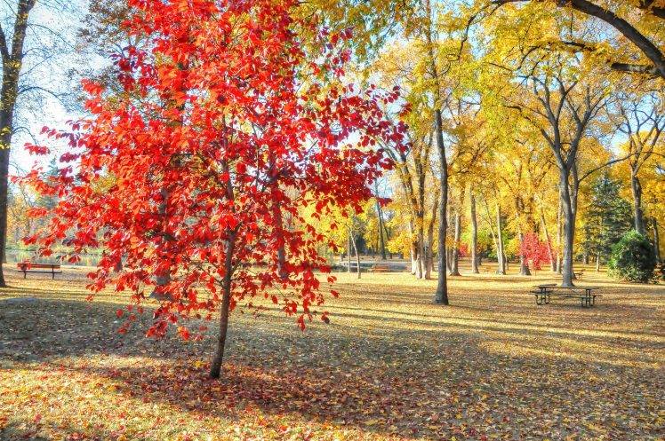 nature, Trees, Leaves, Bench HD Wallpaper Desktop Background