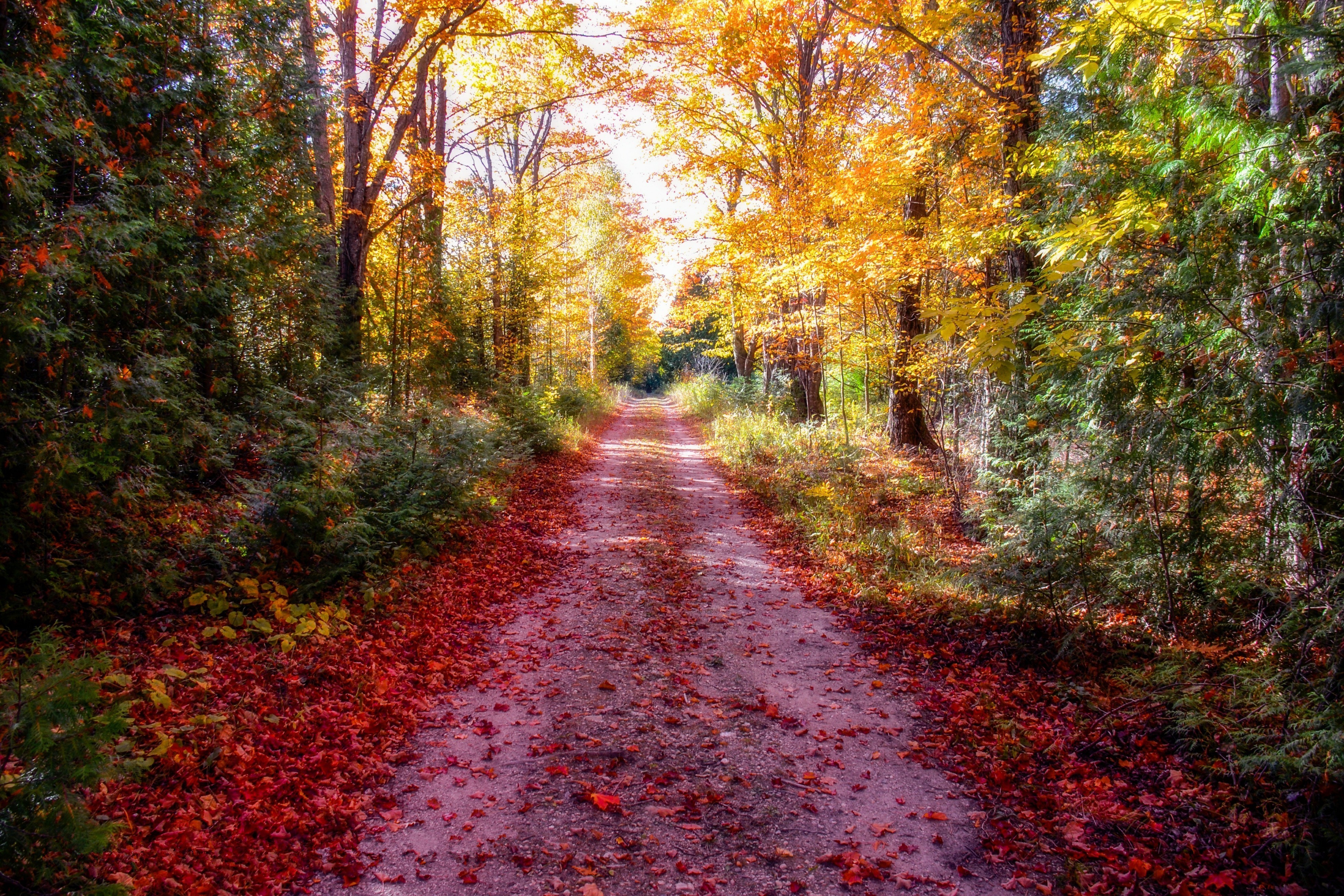 nature, Trees, Road Wallpaper