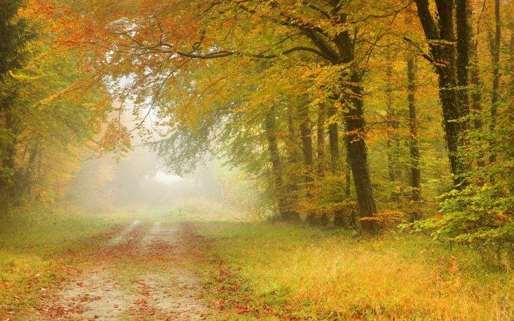 nature, Trees, Road, Mist