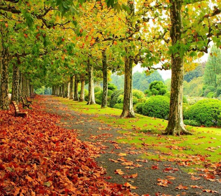 nature, Trees, Leaves HD Wallpaper Desktop Background