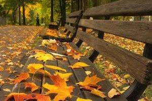 nature, Leaves, Bench