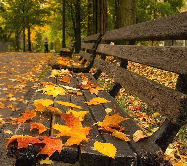 nature, Leaves, Bench HD Wallpaper Desktop Background